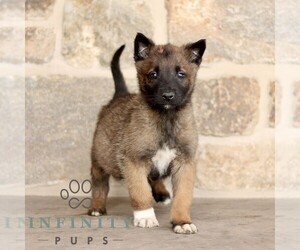 Belgian Malinois Puppy for sale in NEW HOLLAND, PA, USA