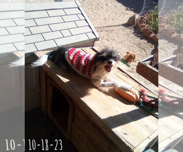 Medium Photo #12 Italian Greyhuahua Puppy For Sale in Apple Valley, CA, USA