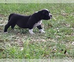 Small Photo #5 American Bully Puppy For Sale in TRENTON, FL, USA