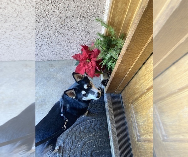 Medium Photo #6 Alaskan Klee Kai Puppy For Sale in GLENDALE, AZ, USA