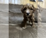 Small Photo #2 Poodle (Miniature) Puppy For Sale in AKELEY, MN, USA
