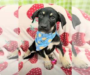 Shepweiller Dogs for adoption in SHERBURNE, NY, USA