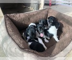 Small Photo #3 Jack Russell Terrier Puppy For Sale in PASO ROBLES, CA, USA