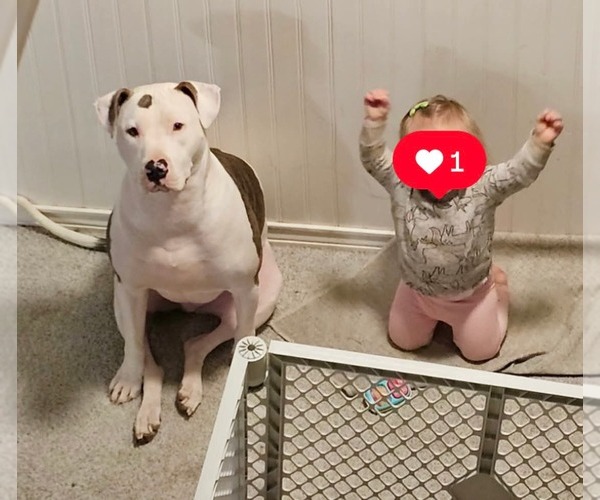 Medium Photo #3 American Pit Bull Terrier-Unknown Mix Puppy For Sale in Germantown, OH, USA