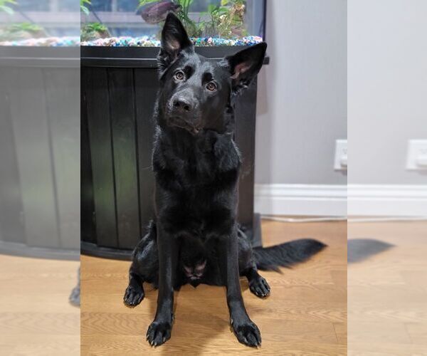 Medium Photo #1 German Shepherd Dog Puppy For Sale in WALNUT CREEK, CA, USA