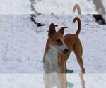 Small #8 Saluki-Whippet Mix