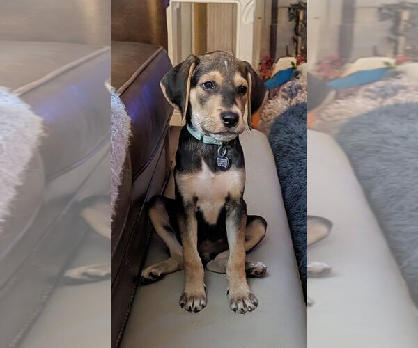 Medium Photo #1 Mutt Puppy For Sale in Springdale, PA, USA