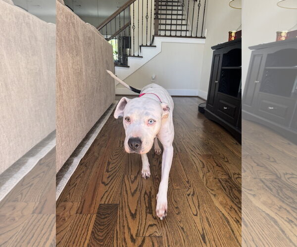 Medium Photo #8 Boxer-Pointer Mix Puppy For Sale in Houston, TX, USA