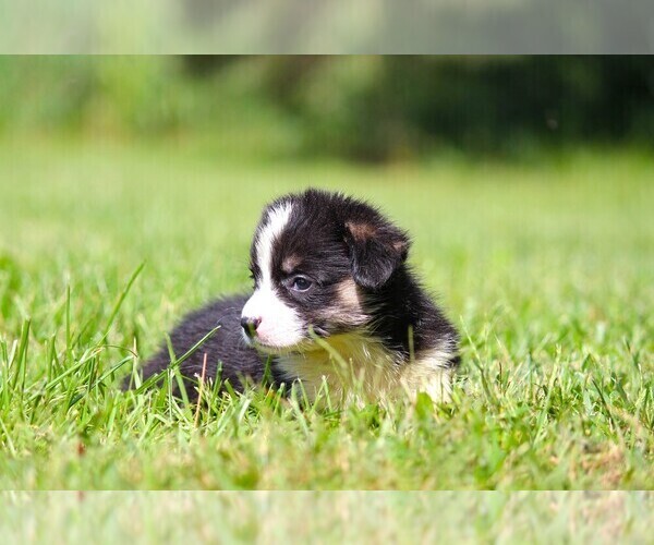 Medium Photo #6 Pembroke Welsh Corgi Puppy For Sale in FORT MADISON, IA, USA