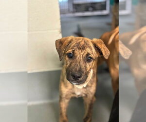 German Shepherd Dog-Unknown Mix Dogs for adoption in Visalia, CA, USA