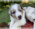 Small Photo #30 Australian Shepherd Puppy For Sale in ARBA, IN, USA