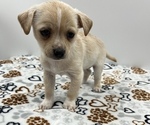 Small Photo #2 Jack Chi Puppy For Sale in SAINT AUGUSTINE, FL, USA