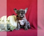 Small Photo #3 French Bulldog Puppy For Sale in QUARRYVILLE, PA, USA