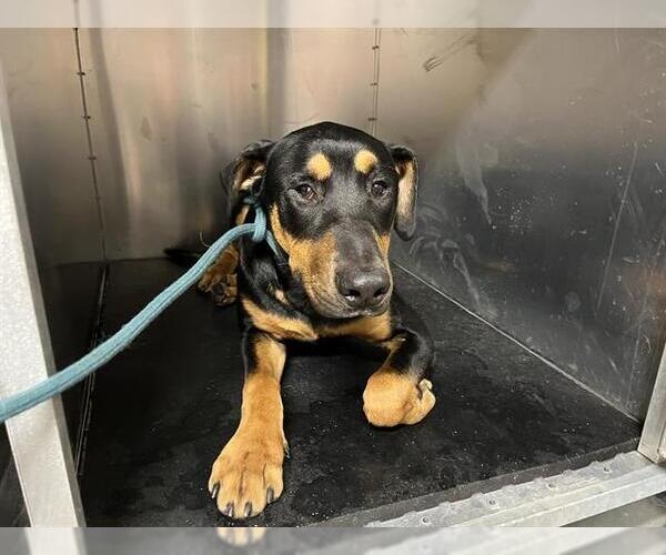 Medium Photo #1 Doberman Pinscher-Unknown Mix Puppy For Sale in Grand Prairie, TX, USA