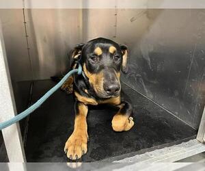 Doberman Pinscher-Unknown Mix Dogs for adoption in Grand Prairie, TX, USA