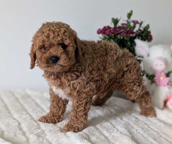 Medium Photo #4 Goldendoodle (Miniature) Puppy For Sale in GOSHEN, IN, USA