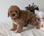 Small #3 Goldendoodle (Miniature)