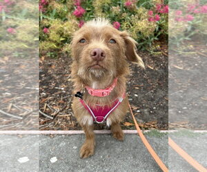 Mutt Dogs for adoption in Santa Clara, CA, USA