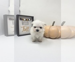 Small Photo #1 Maltese Puppy For Sale in ROCKY MOUNT, NC, USA