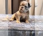 Small #2 English Bulldog