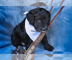 Small Photo #5 Portuguese Water Dog Puppy For Sale in NAMPA, ID, USA