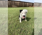 Small Photo #6 Australian Shepherd Puppy For Sale in WYLIE, TX, USA