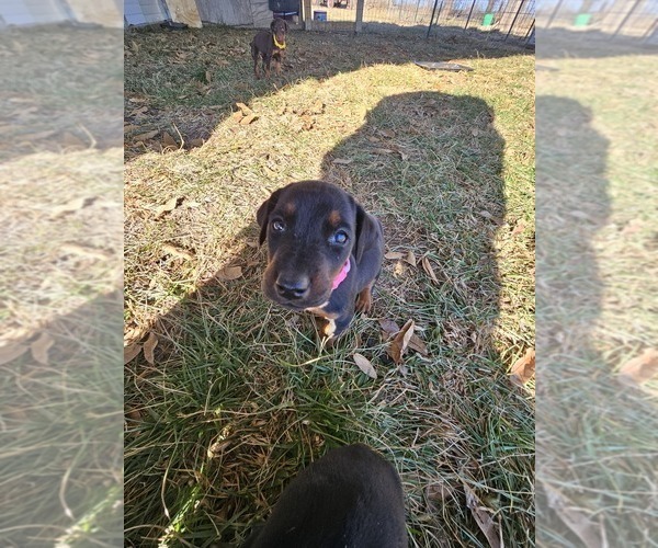 Medium Photo #16 Doberman Pinscher Puppy For Sale in TIPTON, MO, USA