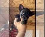 Small Photo #5 French Bulldog Puppy For Sale in TULSA, OK, USA