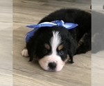 Small Photo #2 Bernese Mountain Dog Puppy For Sale in FLEMING ISLAND, FL, USA