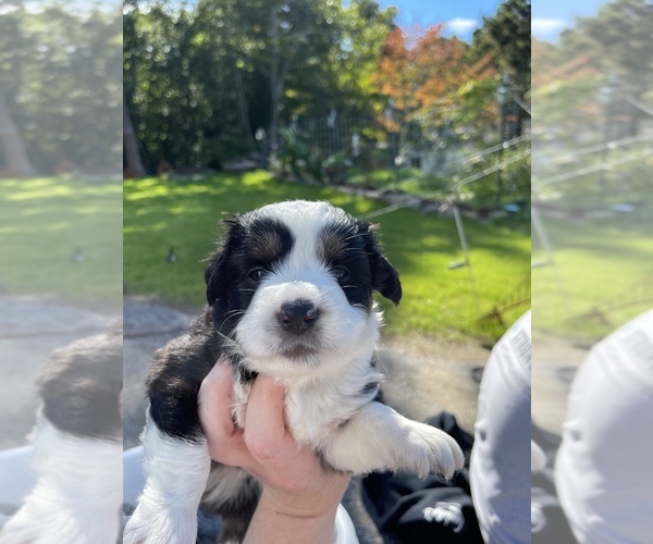 Full screen Photo #2 Miniature Australian Shepherd Puppy For Sale in GRISWOLD, CT, USA