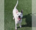 Small Photo #15 American Pit Bull Terrier-Catahoula Leopard Dog Mix Puppy For Sale in Rockwall, TX, USA