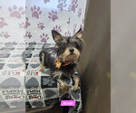 Avon - Female Mutt Dog for Adoption - Small photo