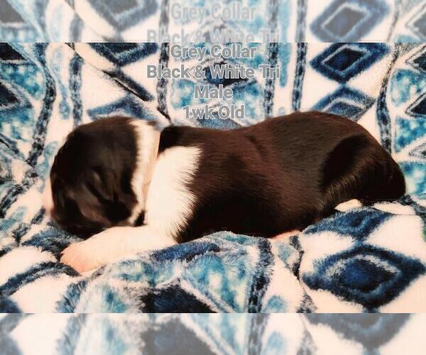 Medium Photo #11 Border Collie Puppy For Sale in ELMENDORF, TX, USA