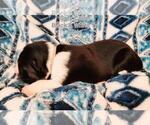 Small Photo #11 Border Collie Puppy For Sale in ELMENDORF, TX, USA