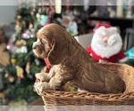 Small #3 Cocker Spaniel