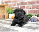 Small #3 Labrador Retriever