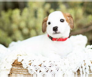 Dachshund Dogs for adoption in Corona, CA, USA