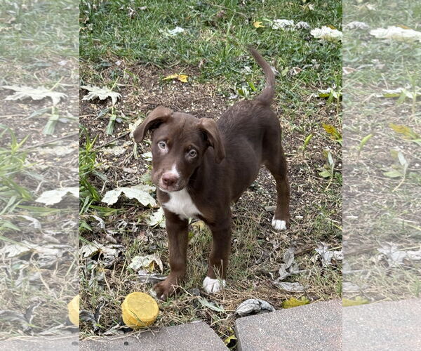 Medium Photo #2 Siberian Husky-Unknown Mix Puppy For Sale in Fenton, MO, USA