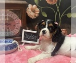 Small #5 Cavalier King Charles Spaniel