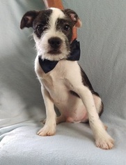 Bossi-Poo Puppy for sale in EDEN, PA, USA