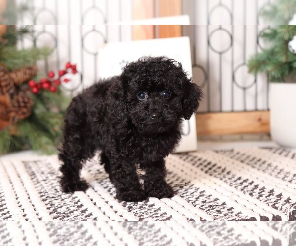 Medium Photo #3 Poodle (Toy) Puppy For Sale in NAPLES, FL, USA