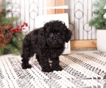 Small Photo #3 Poodle (Toy) Puppy For Sale in NAPLES, FL, USA