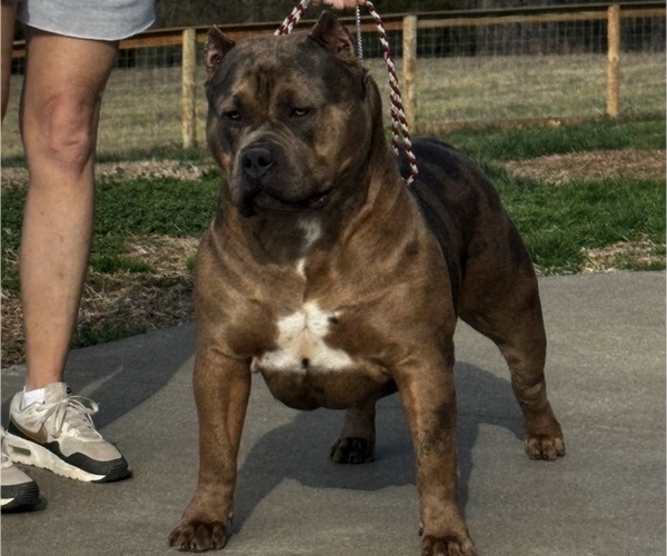 Medium Photo #1 American Bully Puppy For Sale in FRANKLIN, KY, USA
