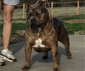 Mother of the American Bully puppies born on 05/15/2026
