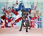 Small Photo #43 Chihuahua Puppy For Sale in CHARLESTON, AR, USA