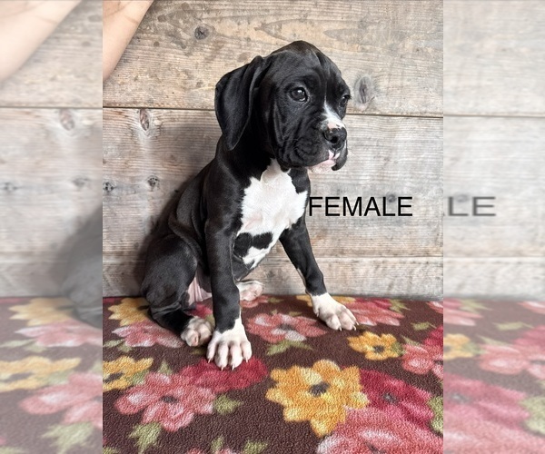 Medium Photo #9 Boxer Puppy For Sale in VERMONTVILLE, MI, USA