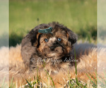 Small Photo #67 Maltipoo (Miniature) Puppy For Sale in WARSAW, IN, USA