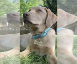Small Photo #1 Labrador Retriever Puppy For Sale in ELKTON, MD, USA