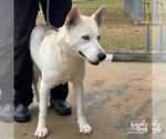 Small #2 Huskies  Mix