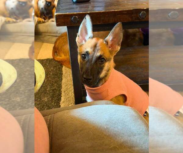 Medium Photo #4 Mutt Puppy For Sale in Imlay City, MI, USA